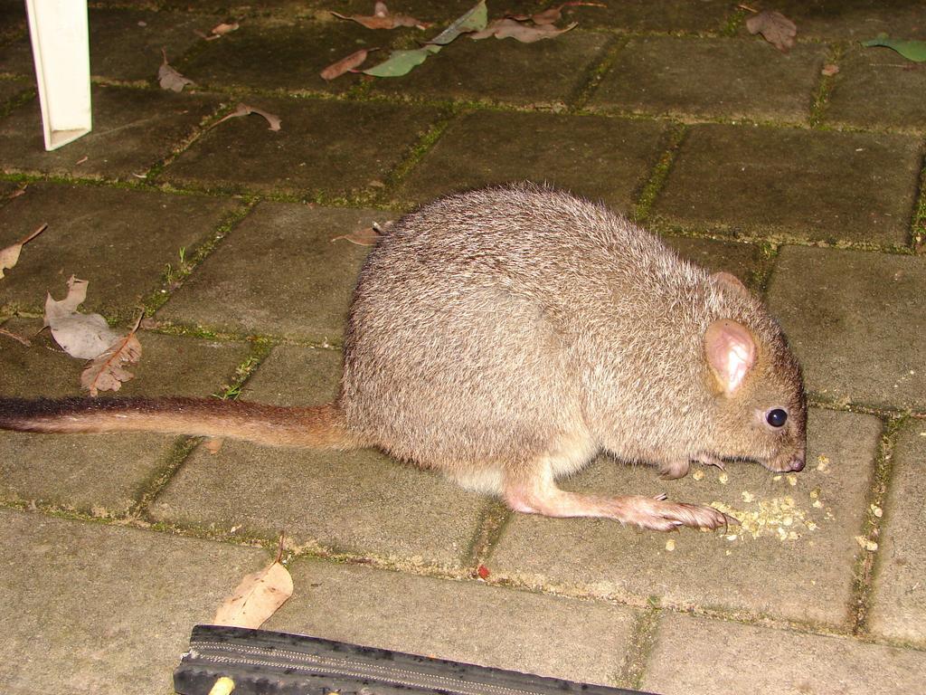Yelverton Brook Conservation Sanctuary Metricup المظهر الخارجي الصورة