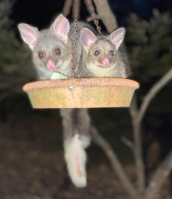 Yelverton Brook Conservation Sanctuary Metricup المظهر الخارجي الصورة
