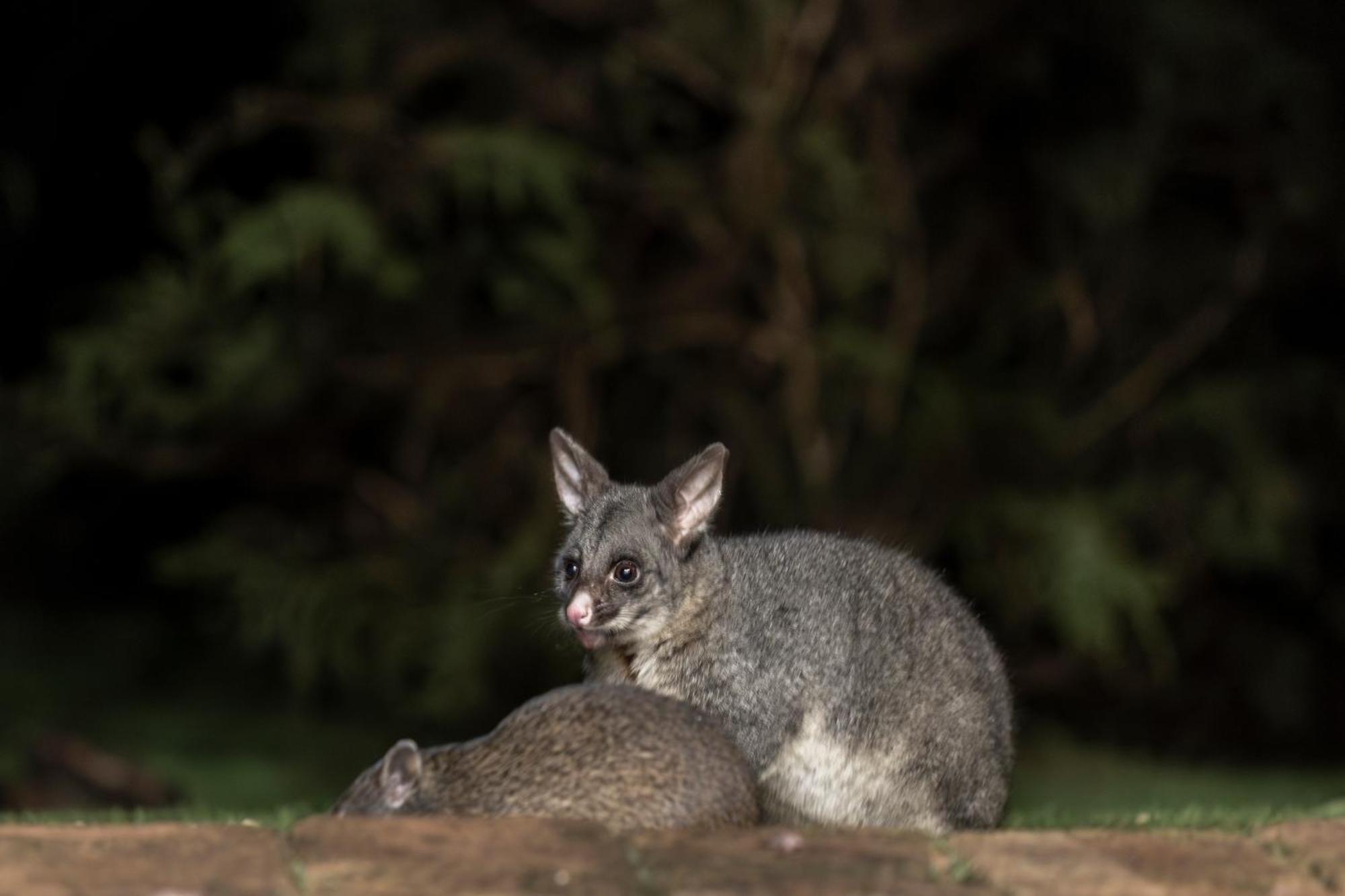 Yelverton Brook Conservation Sanctuary Metricup المظهر الخارجي الصورة