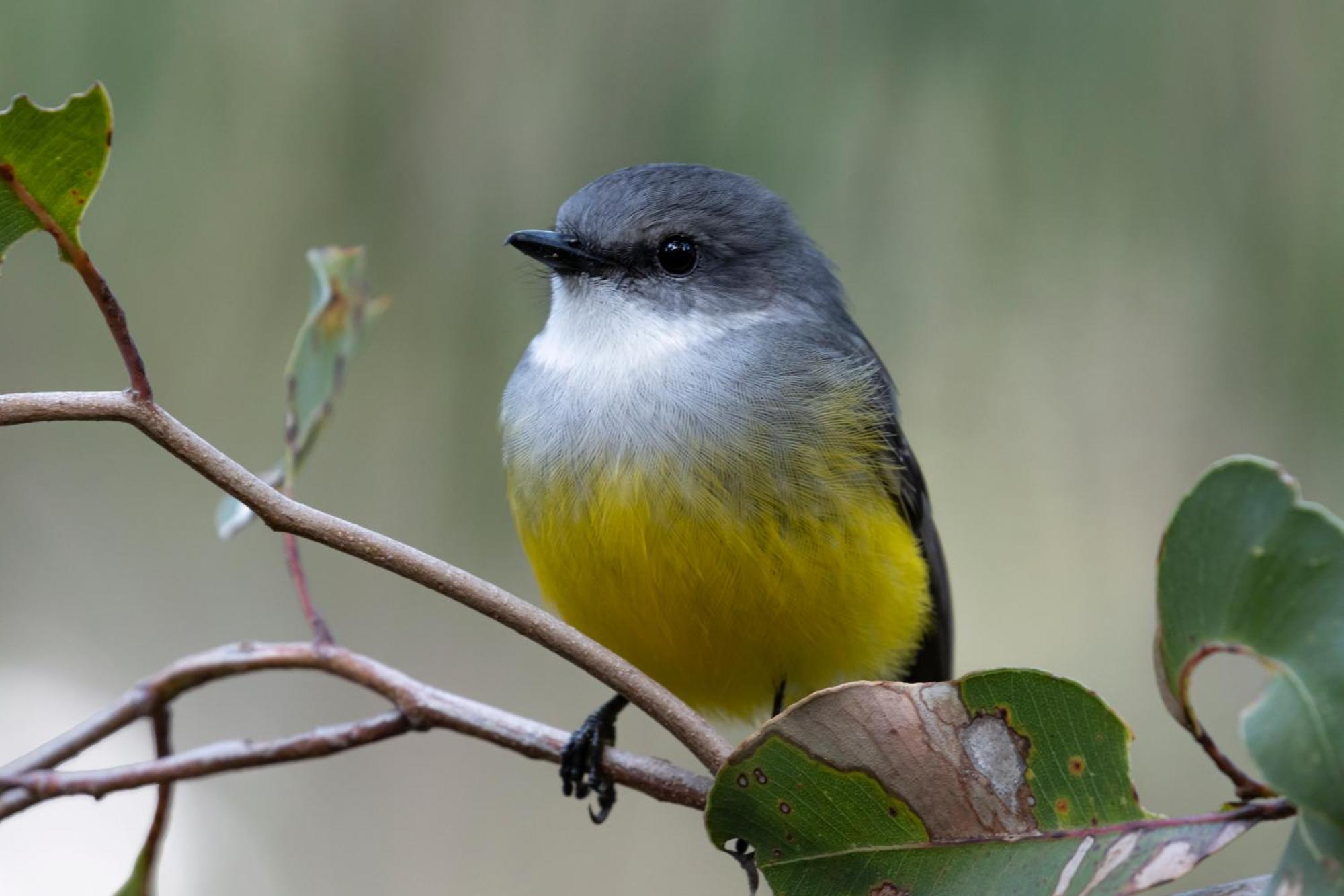 Yelverton Brook Conservation Sanctuary Metricup المظهر الخارجي الصورة