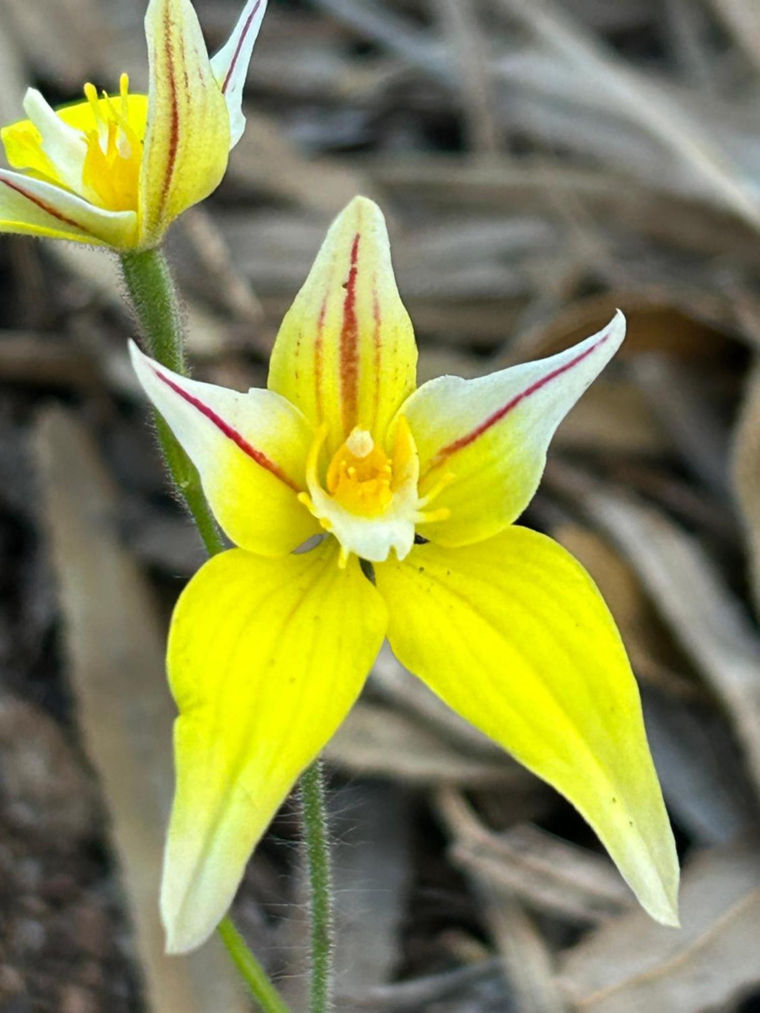 Yelverton Brook Conservation Sanctuary Metricup المظهر الخارجي الصورة